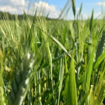 Алый Парус