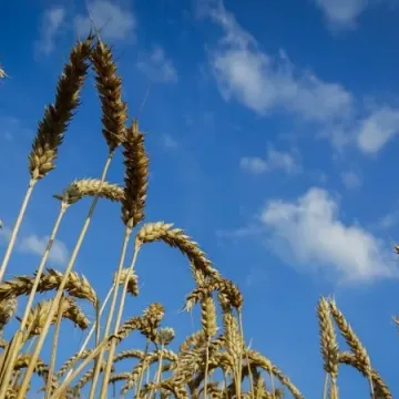 Золотоколоса