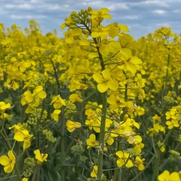 Айдар