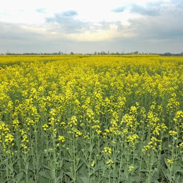 Баланс