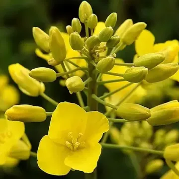 Симба