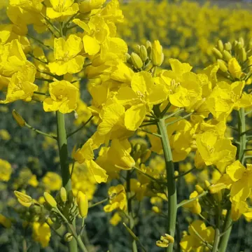 Травиата