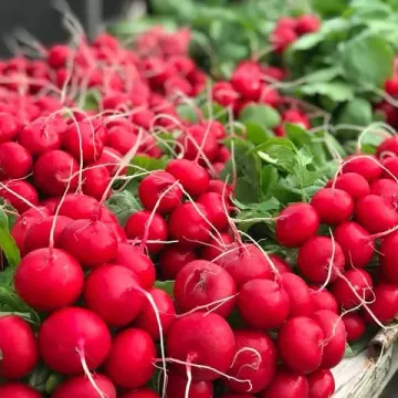 Мелито