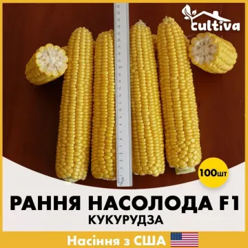 Насолода