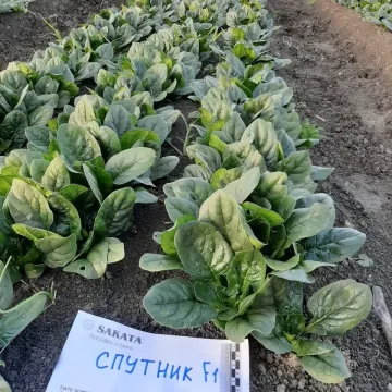 Спутник