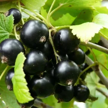 Экзотика