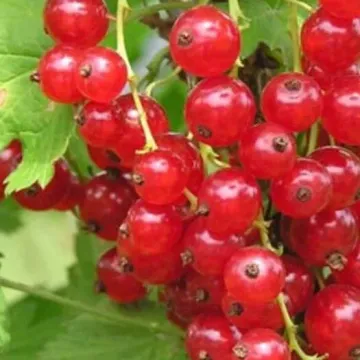 Голландская красная (Hollandische Rote, Prins Albert)