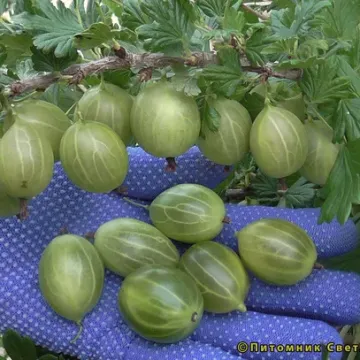 Орфей
