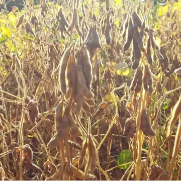 ЕС Командор