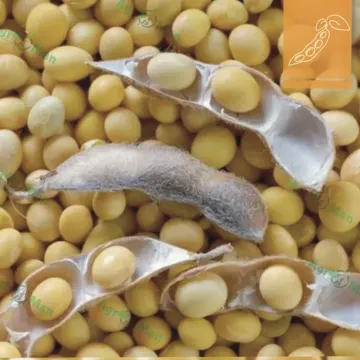 ЕС Професор