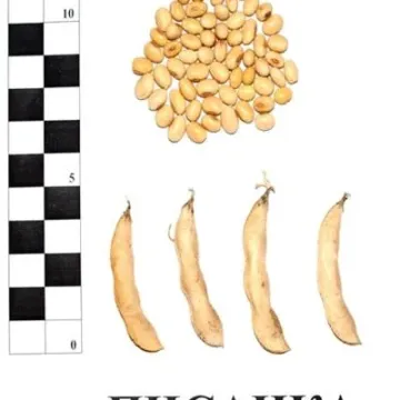 Pisanka