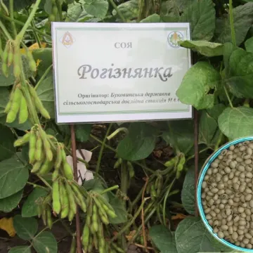 Рогизнянка