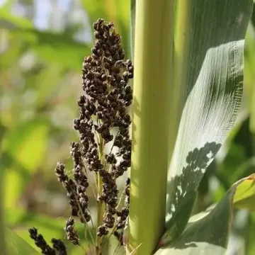 Сват