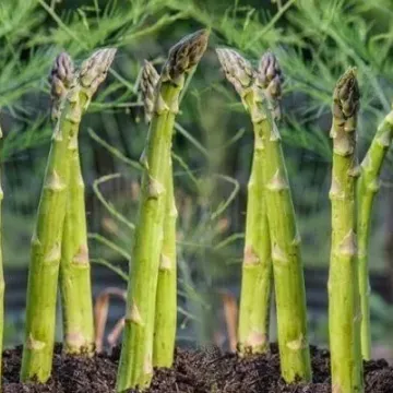 Гуэлф Миллениум