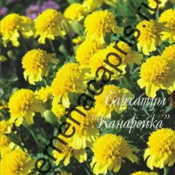 Канарейка