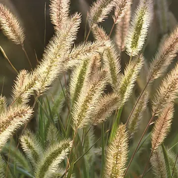 Лишка
