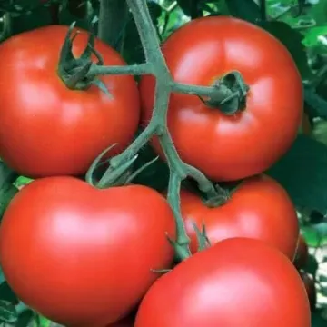 Альмейда