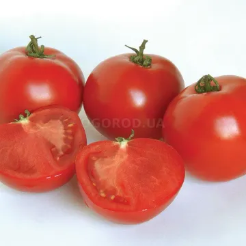 Аполлогет