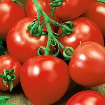 Базилевс