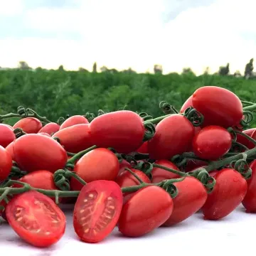 Черривера