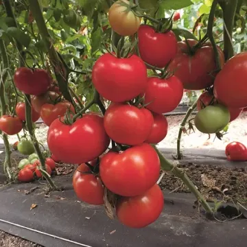 Фабио Плюс