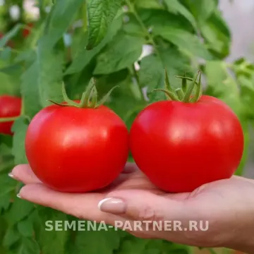 ФЭТ БОБ