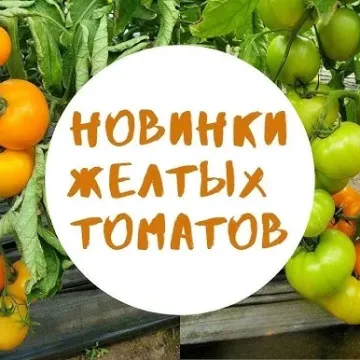 Флекс