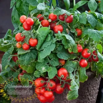 Флорида Петит