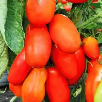 Гулливер