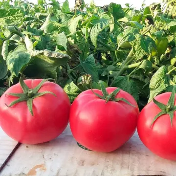 Хапинет