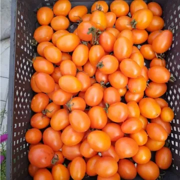 Карат