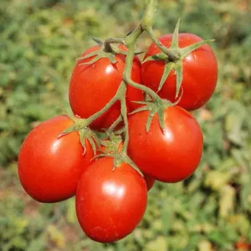 Керо