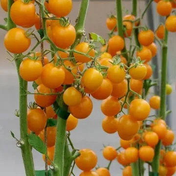 Краски