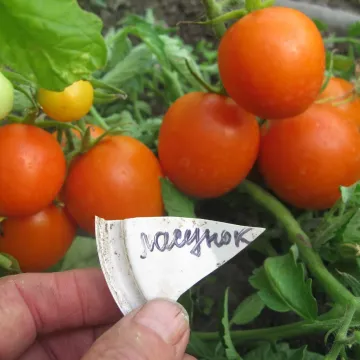 Ласунчик
