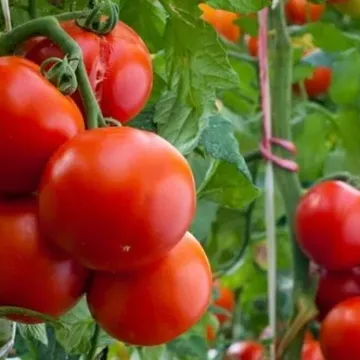 Любаша