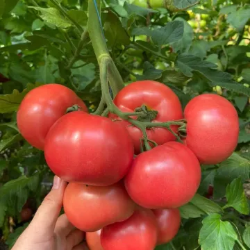 Макан