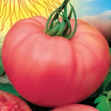 Малиновая Заря