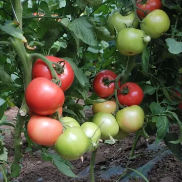 Мани