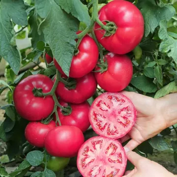 Манистелла