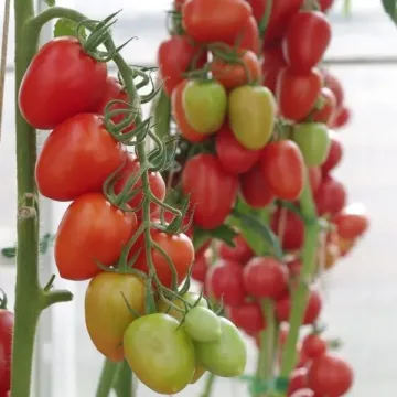 Марселон