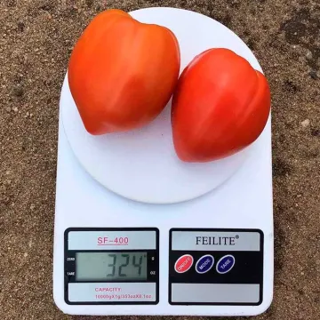 Массад
