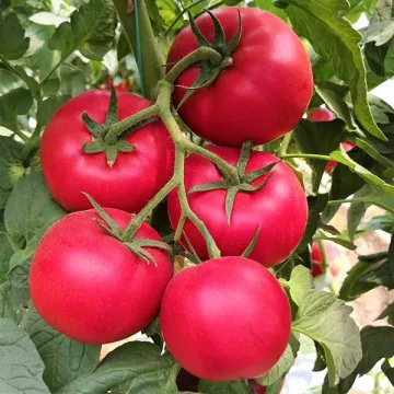 Мультистар