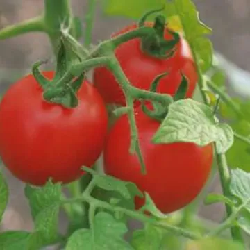 Мурза