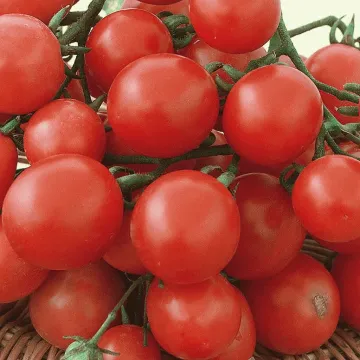 Новато