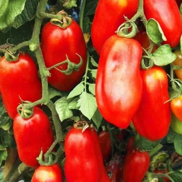 Парадигма