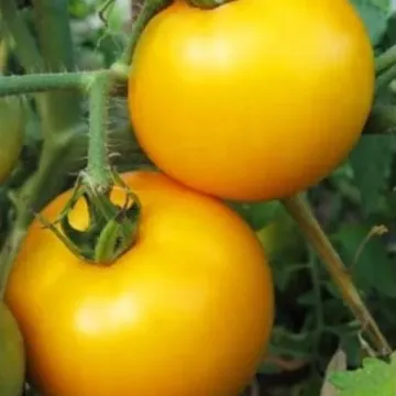 Сяйво