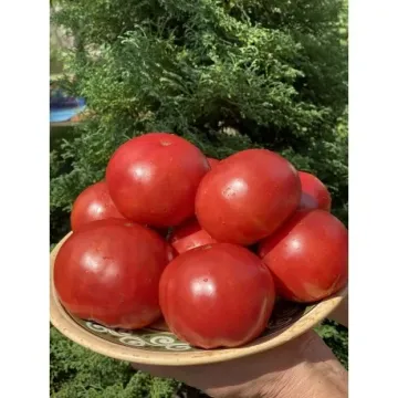 Стефания