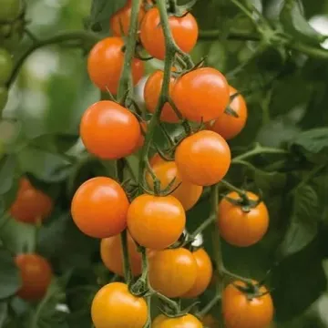 Торонжина