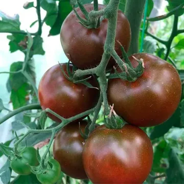Ухажер