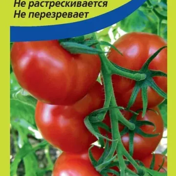 Вятич
